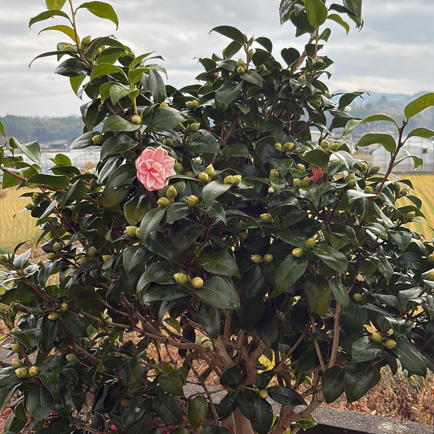樋口建築は、筑後地区を中心に個人邸宅のリフォーム全般を手掛け