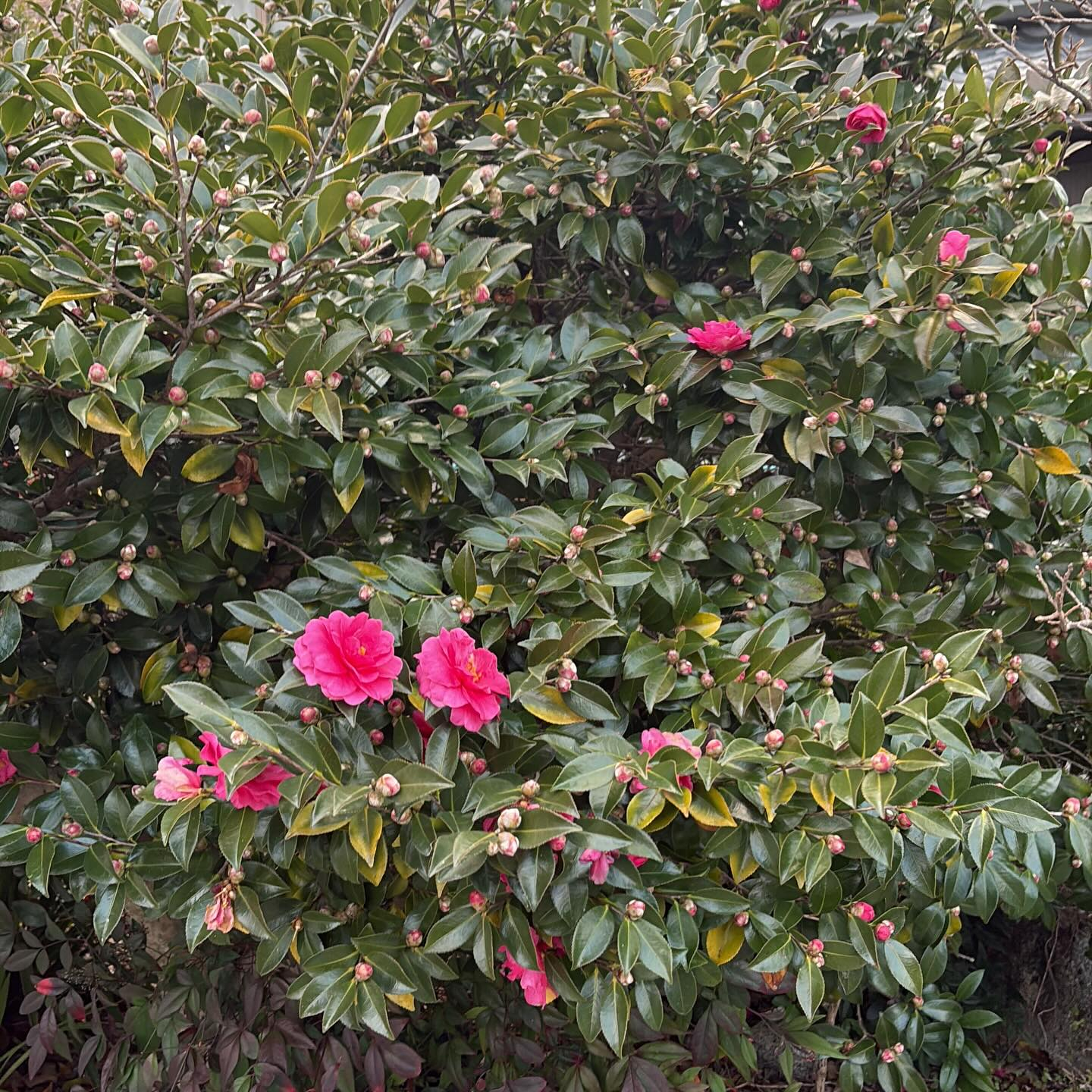 樋口建築は、筑後地区を中心に個人邸宅のリフォームに特化したサ